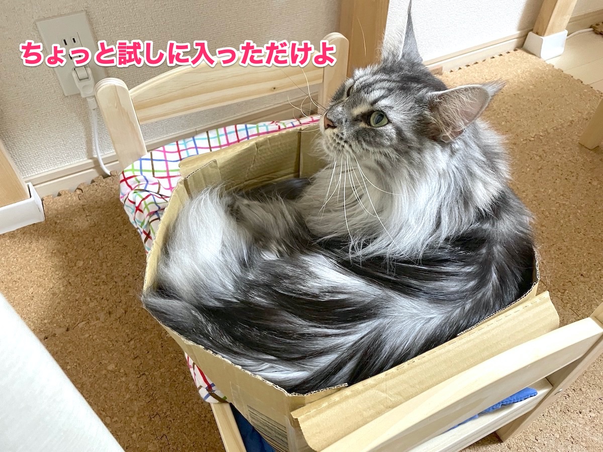 f:id:chikojirou:20201026204354j:plain