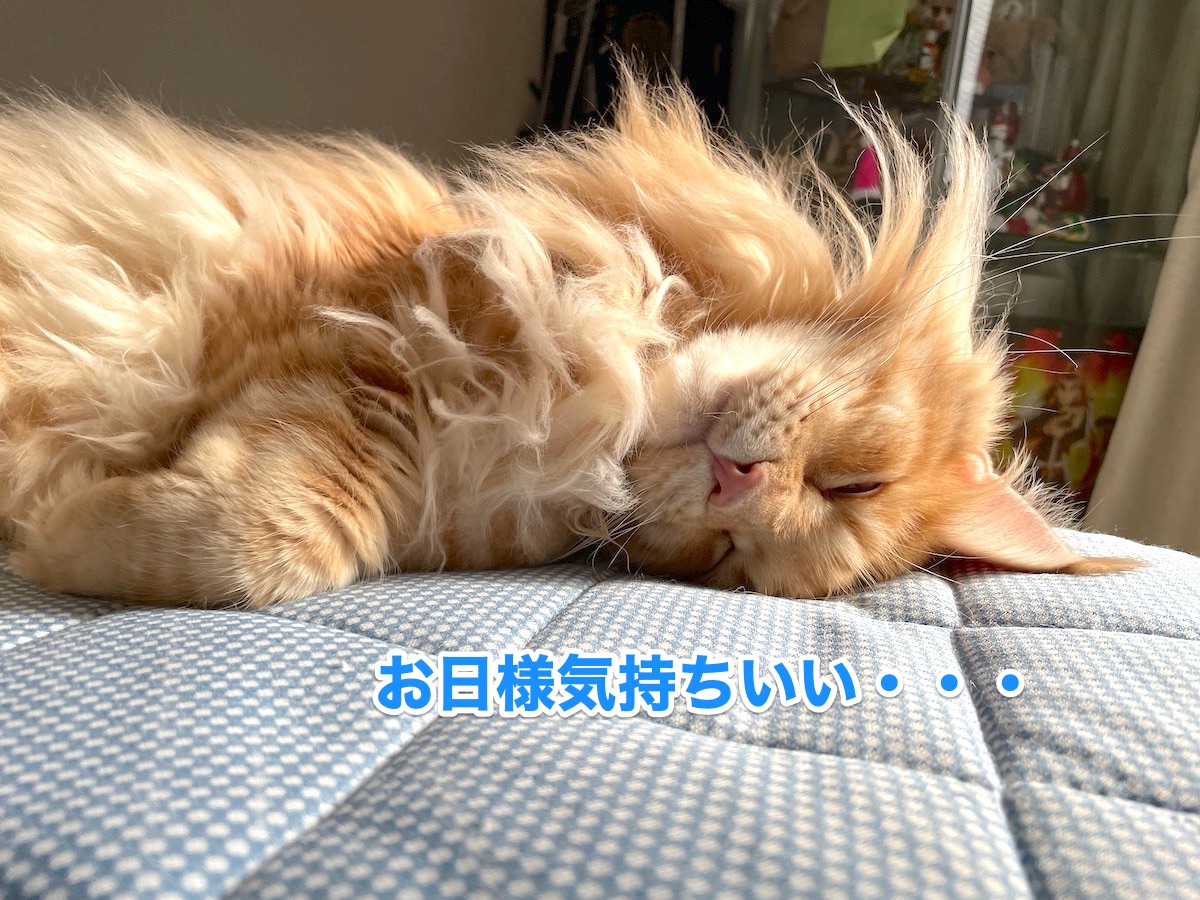 f:id:chikojirou:20201028211743j:plain