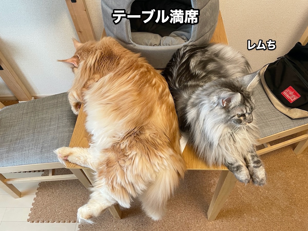 f:id:chikojirou:20201028211751j:plain