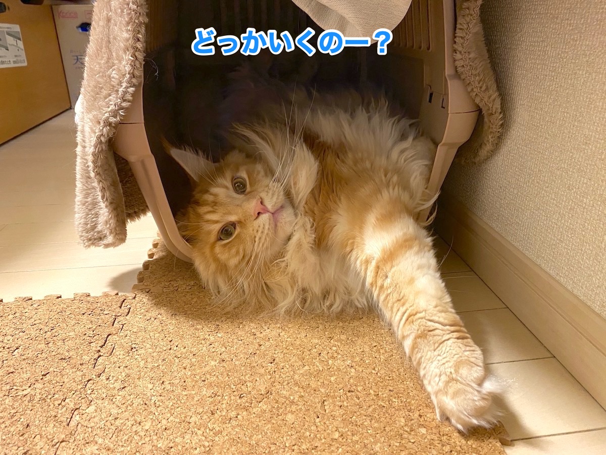 f:id:chikojirou:20201028211756j:plain