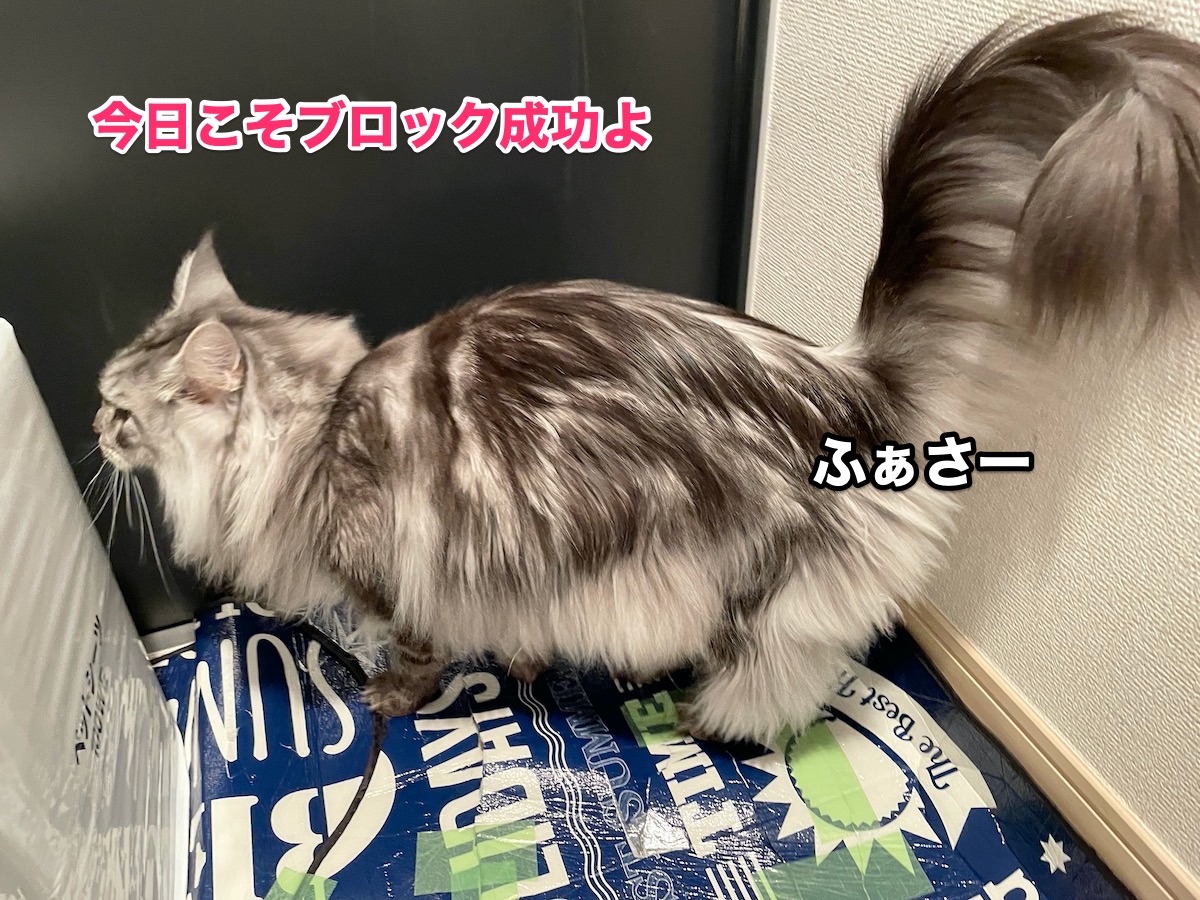 f:id:chikojirou:20201028211803j:plain