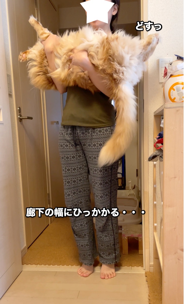 f:id:chikojirou:20201029204606j:plain