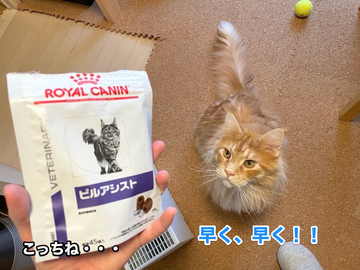f:id:chikojirou:20201029204617j:plain