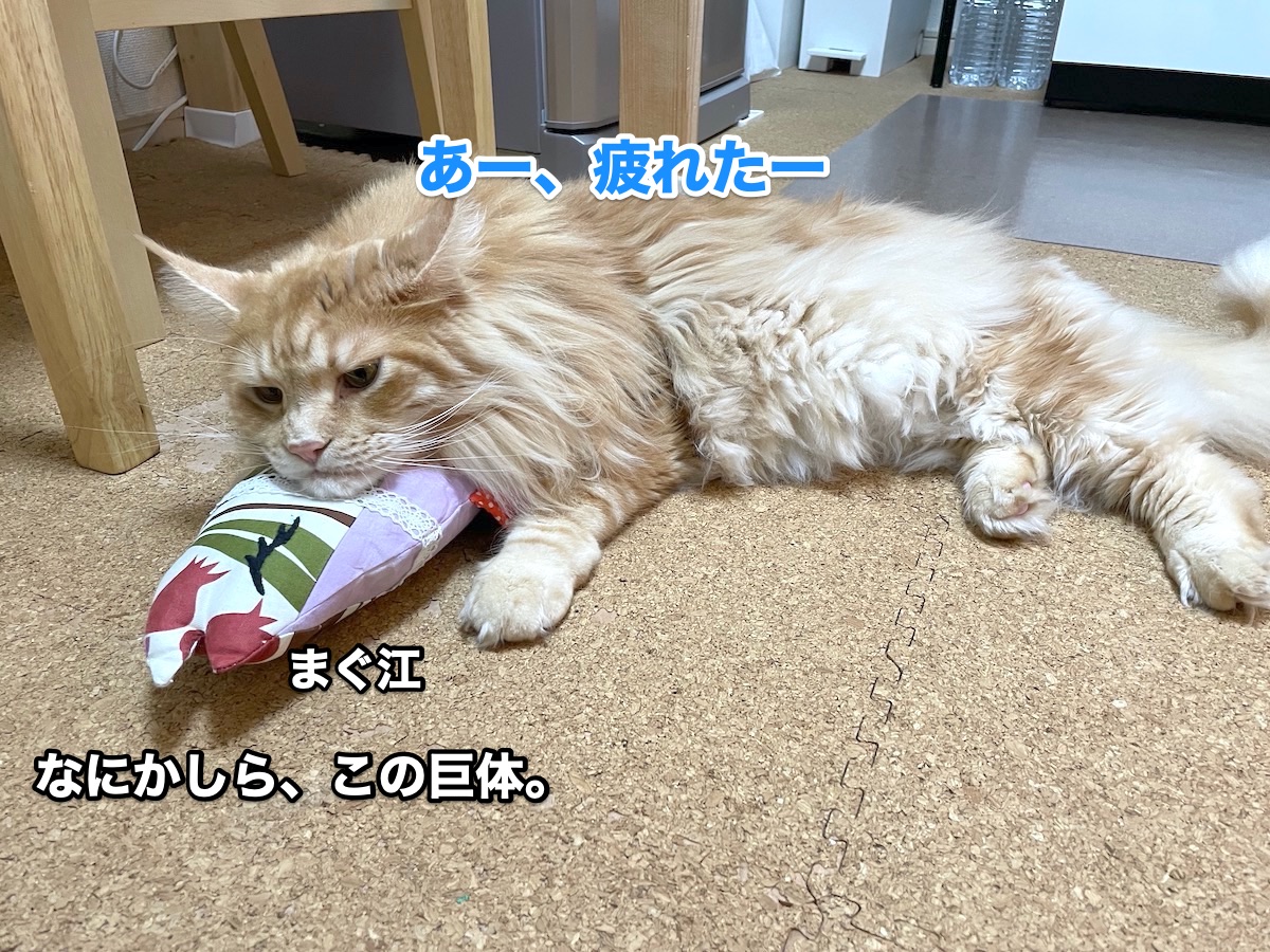 f:id:chikojirou:20201030212504j:plain f:id:chikojirou:20201030212504j:plain