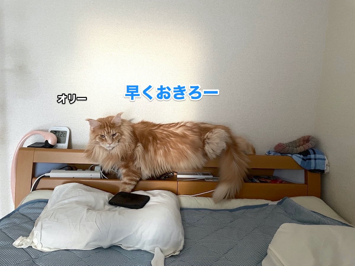 f:id:chikojirou:20201102211706j:plain