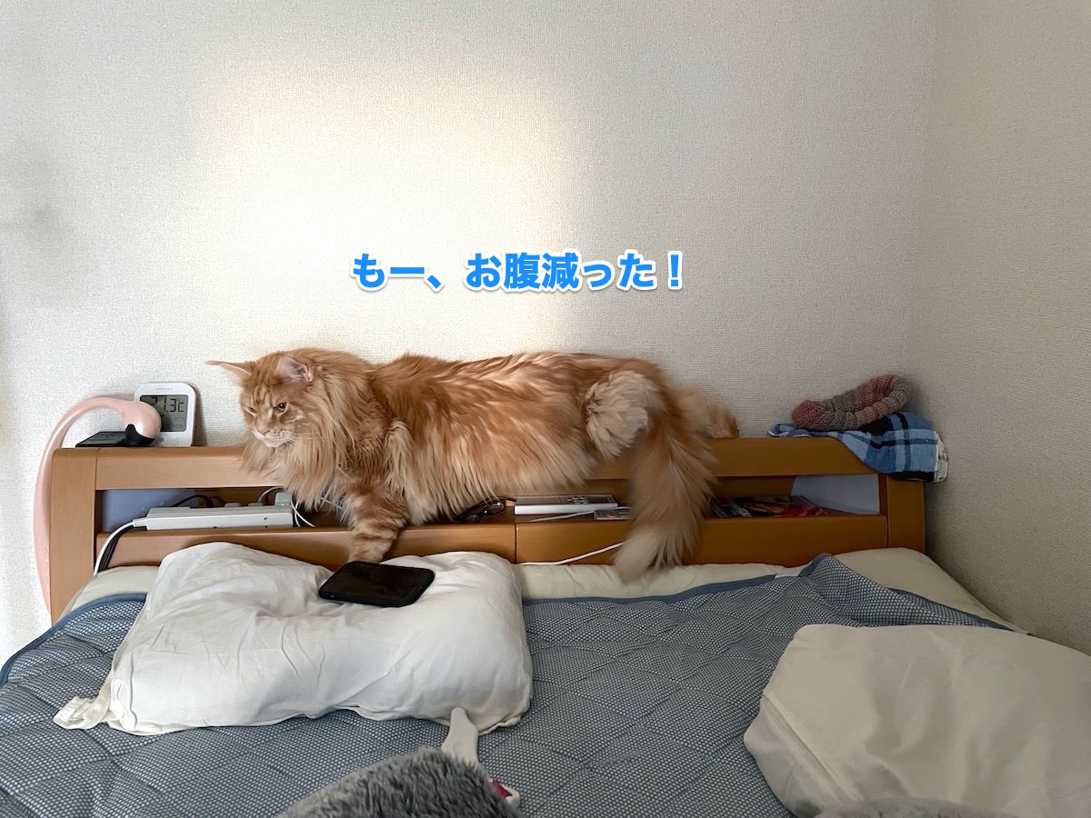 f:id:chikojirou:20201102211710j:plain