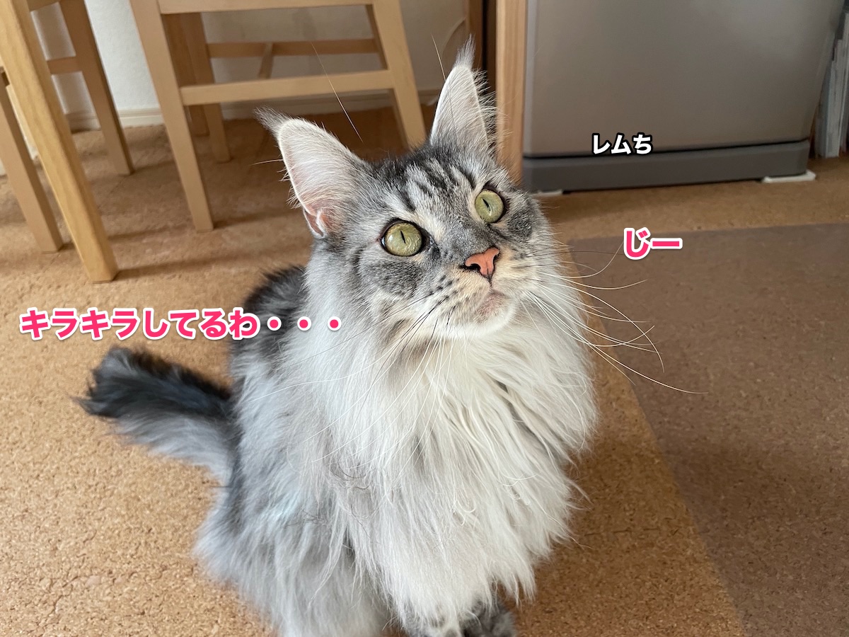 f:id:chikojirou:20201102211714j:plain