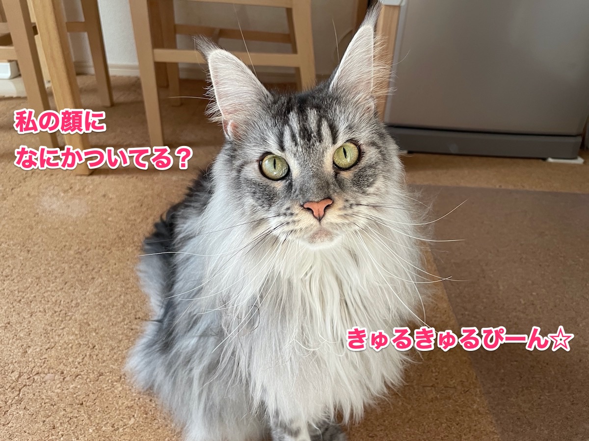 f:id:chikojirou:20201102211718j:plain