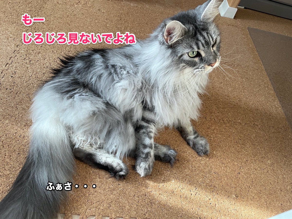 f:id:chikojirou:20201102211721j:plain