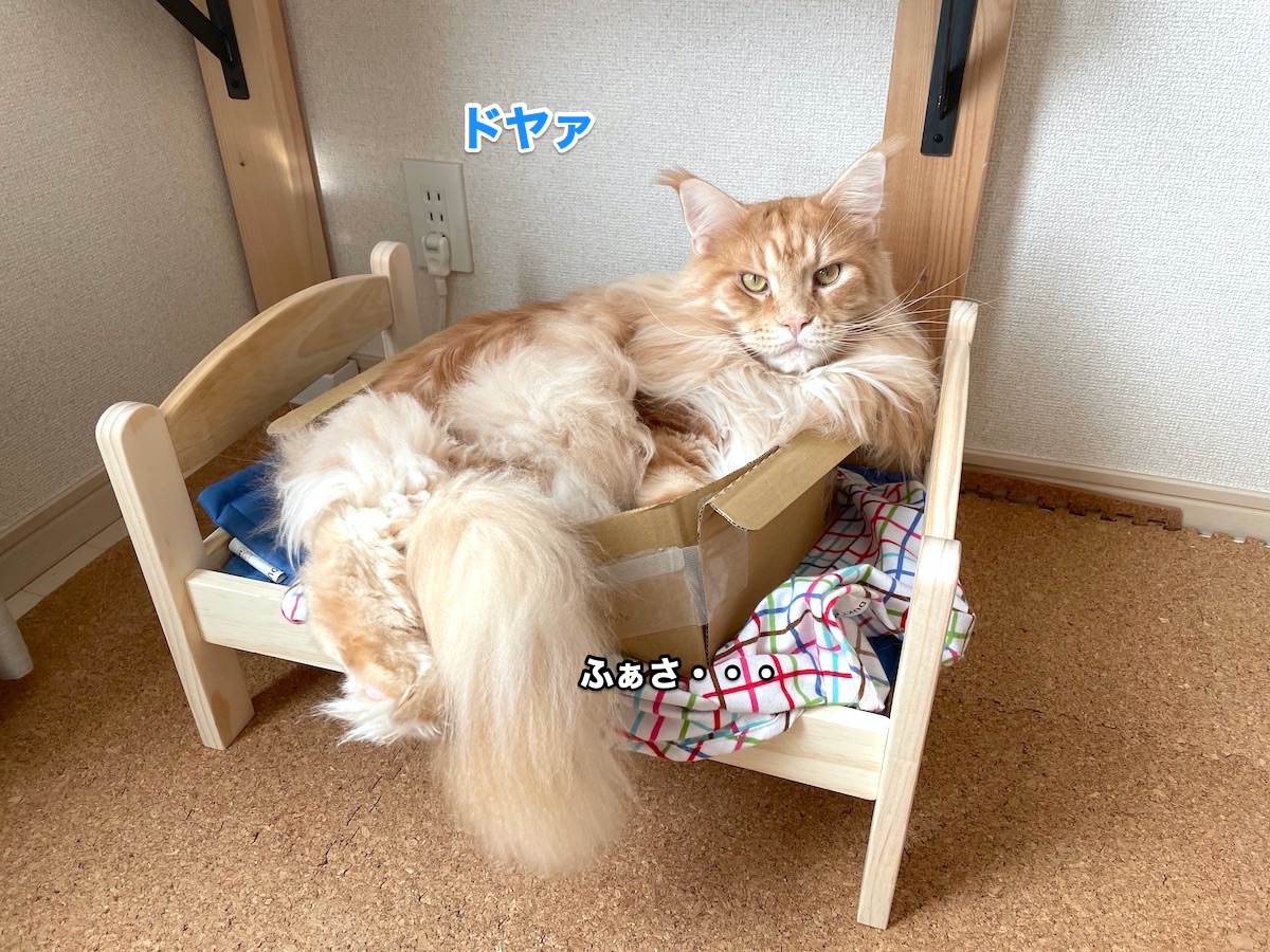 f:id:chikojirou:20201102211725j:plain