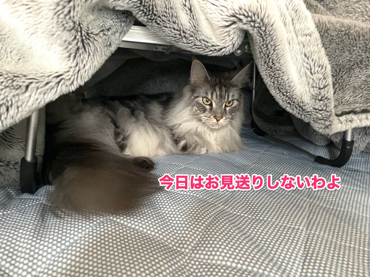 f:id:chikojirou:20201102211729j:plain