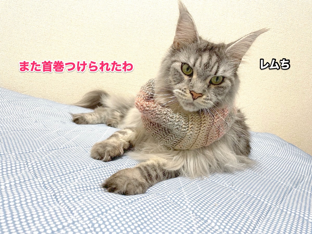 f:id:chikojirou:20201103164029j:plain f:id:chikojirou:20201103164029j:plain