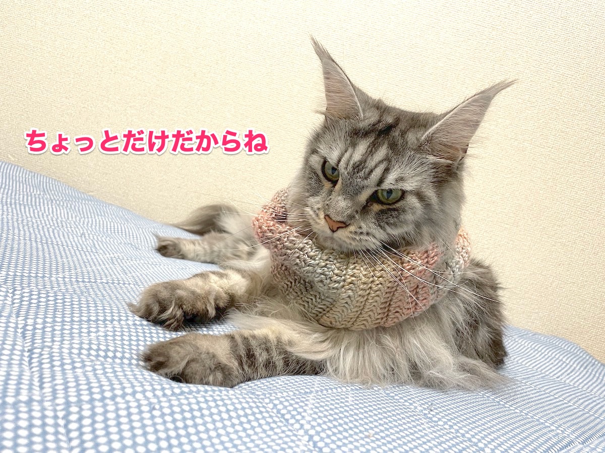 f:id:chikojirou:20201103164033j:plain f:id:chikojirou:20201103164033j:plain