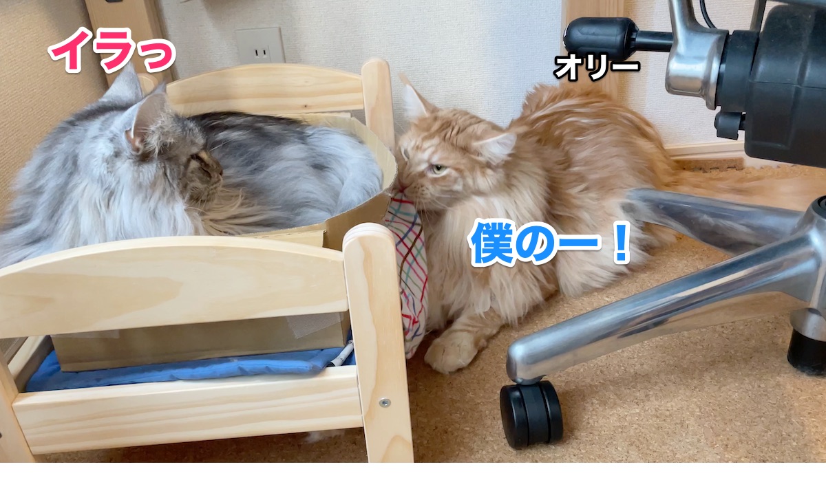 f:id:chikojirou:20201103164039j:plain f:id:chikojirou:20201103164039j:plain