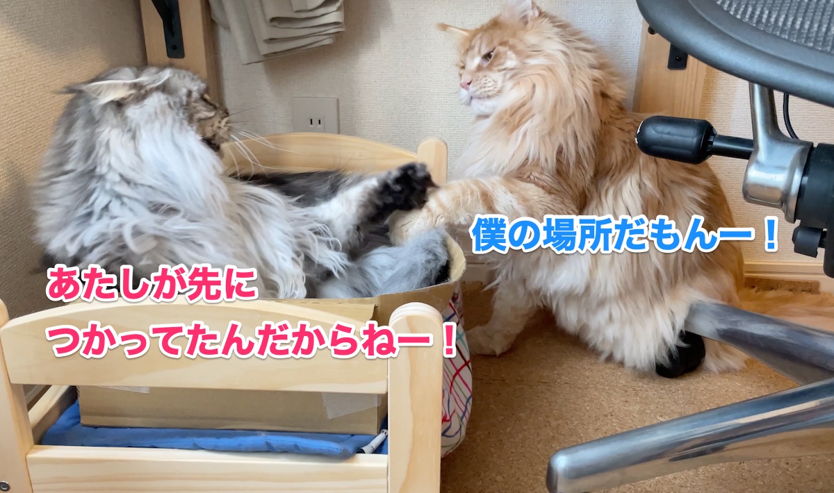 f:id:chikojirou:20201103164048j:plain f:id:chikojirou:20201103164048j:plain