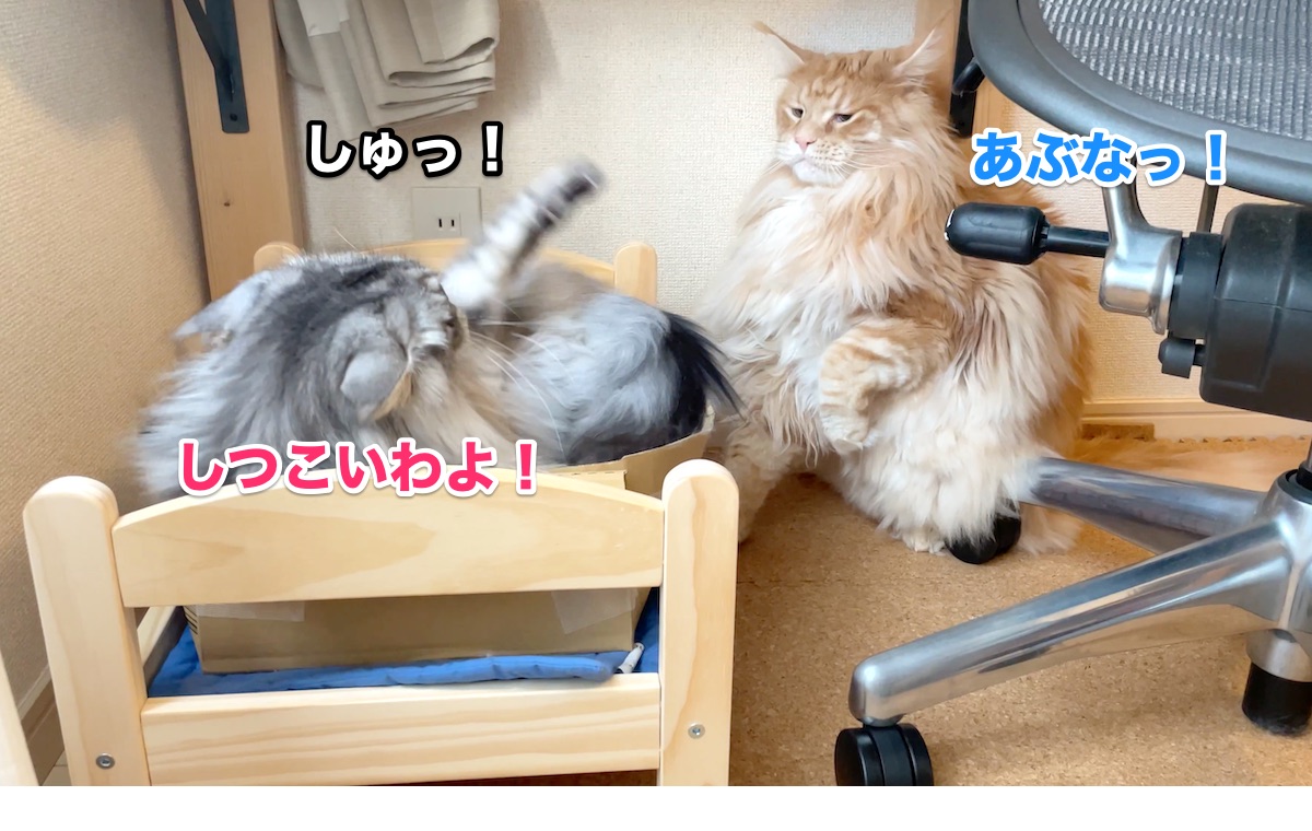 f:id:chikojirou:20201103164051j:plain f:id:chikojirou:20201103164051j:plain