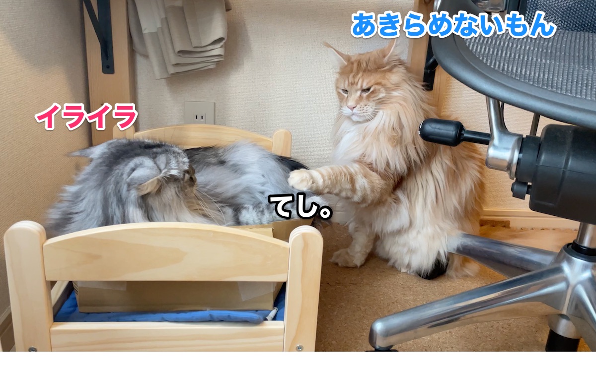 f:id:chikojirou:20201103164057j:plain f:id:chikojirou:20201103164057j:plain