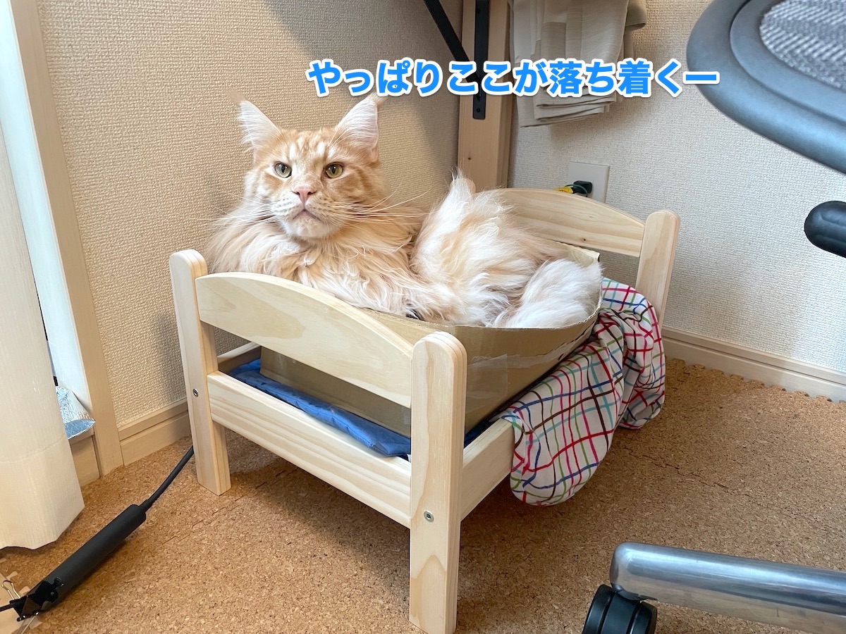 f:id:chikojirou:20201103164105j:plain f:id:chikojirou:20201103164105j:plain