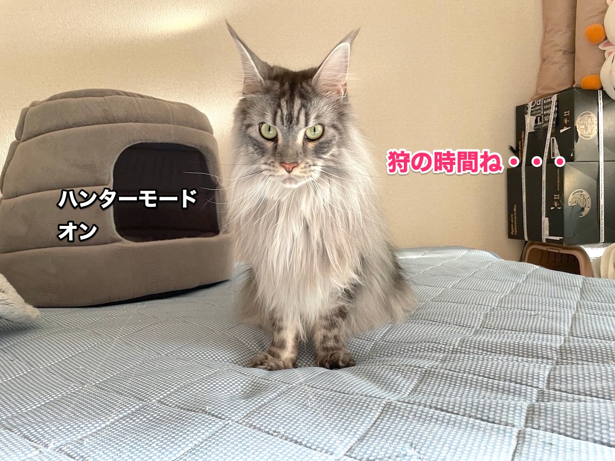 f:id:chikojirou:20201104210208j:plain