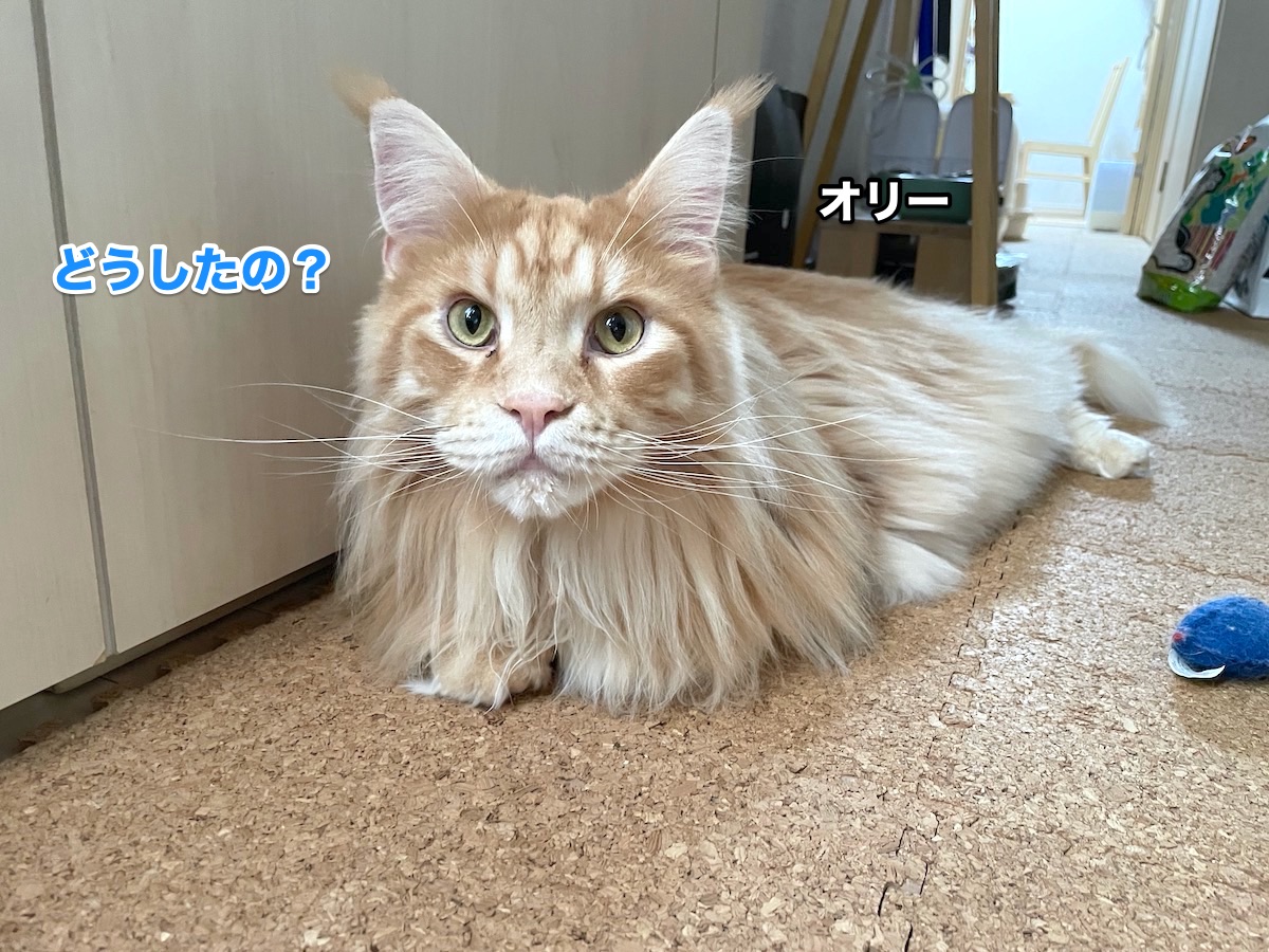 f:id:chikojirou:20201104210211j:plain