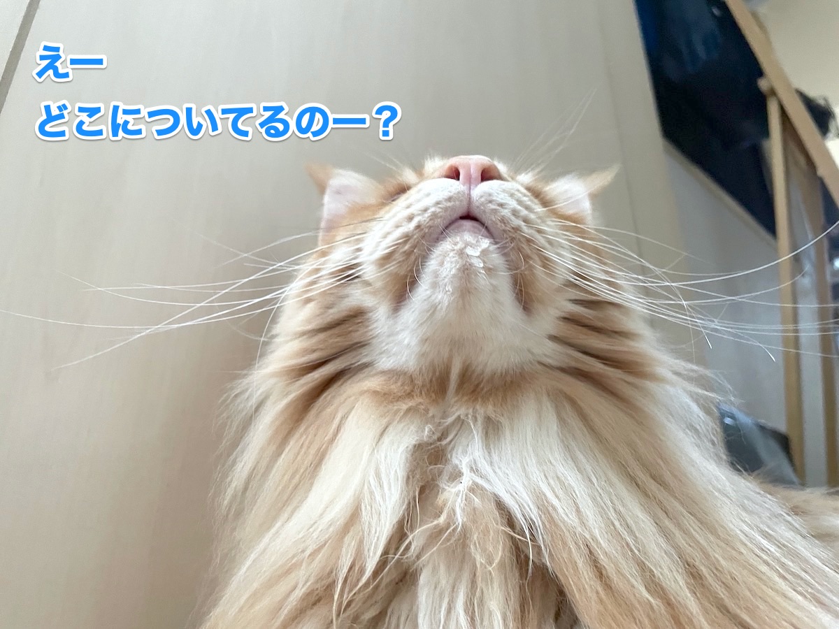 f:id:chikojirou:20201104210219j:plain