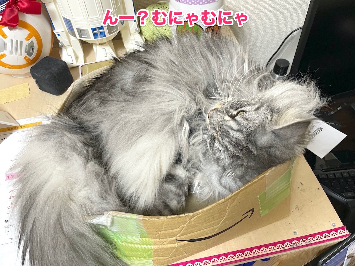 f:id:chikojirou:20201104210238j:plain