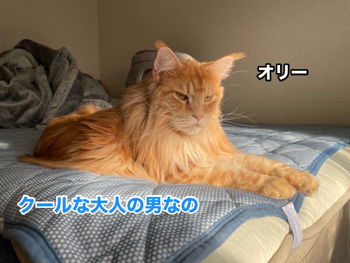 f:id:chikojirou:20201105222056j:plain