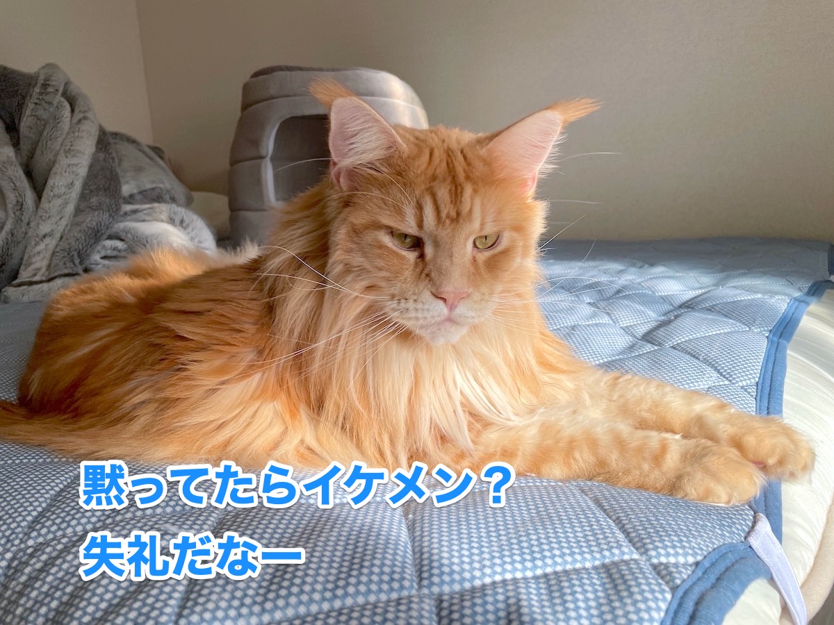 f:id:chikojirou:20201105222100j:plain
