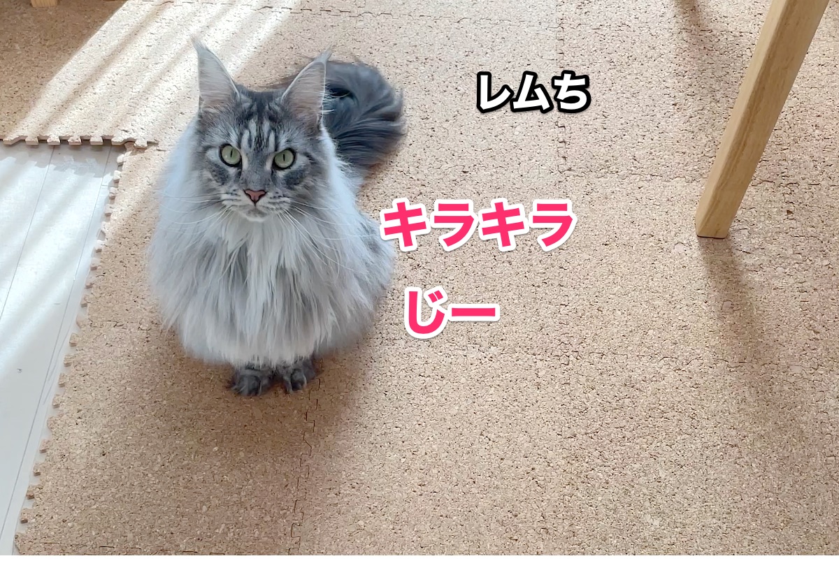 f:id:chikojirou:20201105222106j:plain