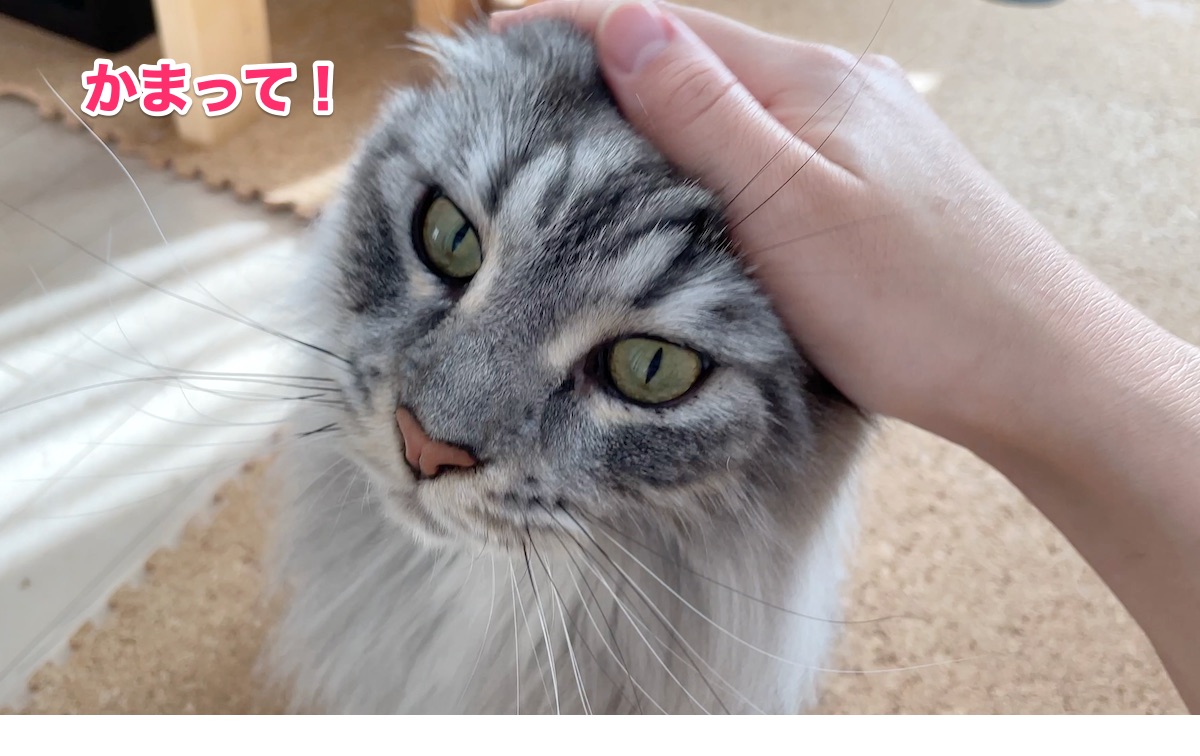 f:id:chikojirou:20201105222109j:plain