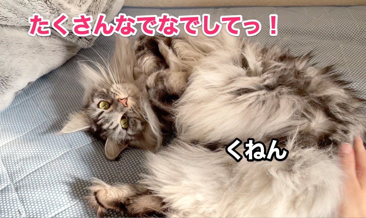 f:id:chikojirou:20201105222112j:plain