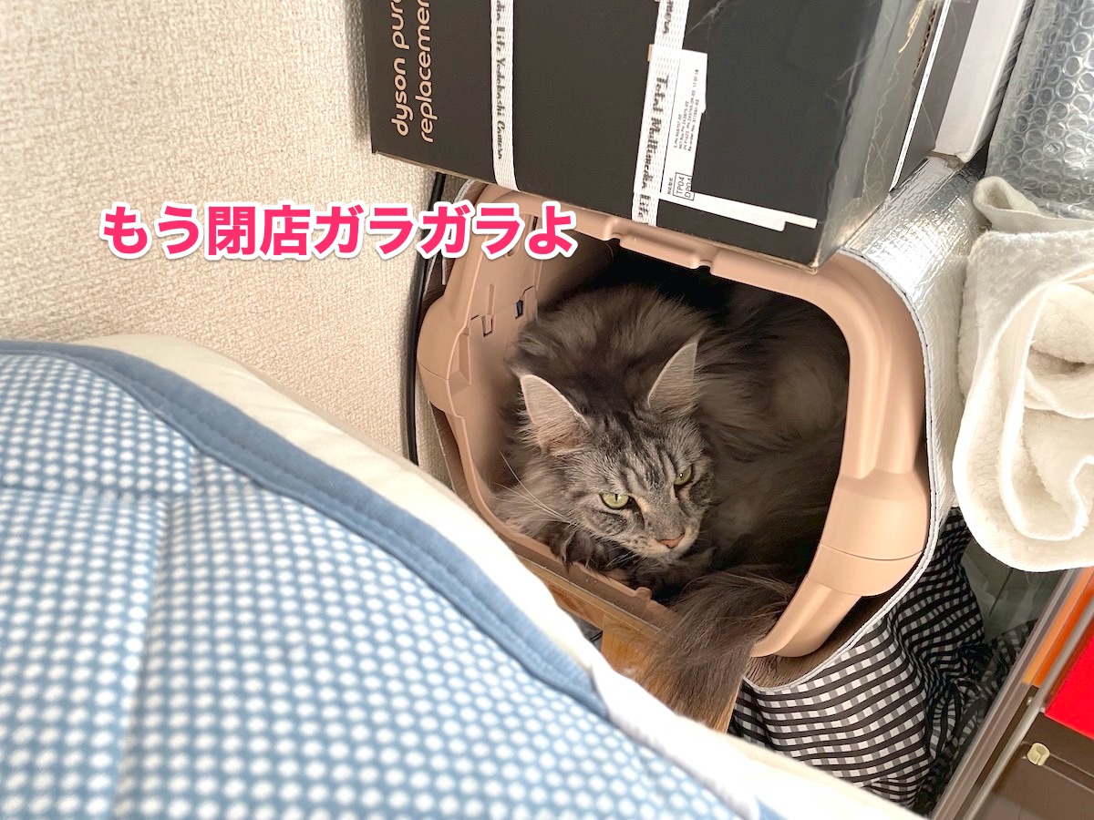 f:id:chikojirou:20201105222117j:plain