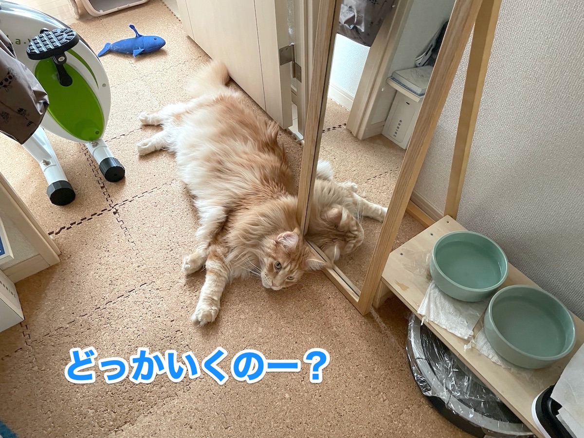 f:id:chikojirou:20201105222122j:plain
