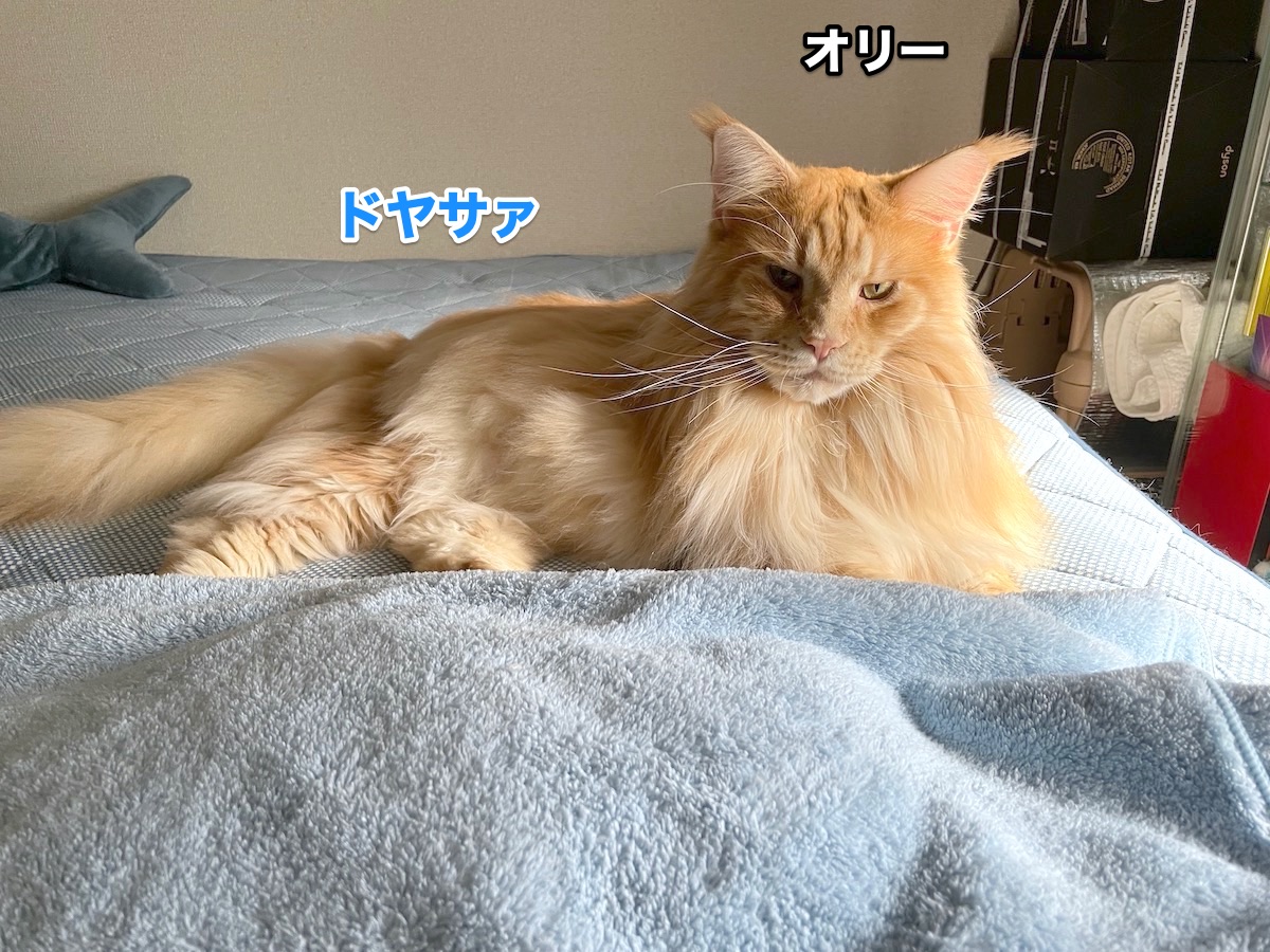 f:id:chikojirou:20201109215645j:plain
