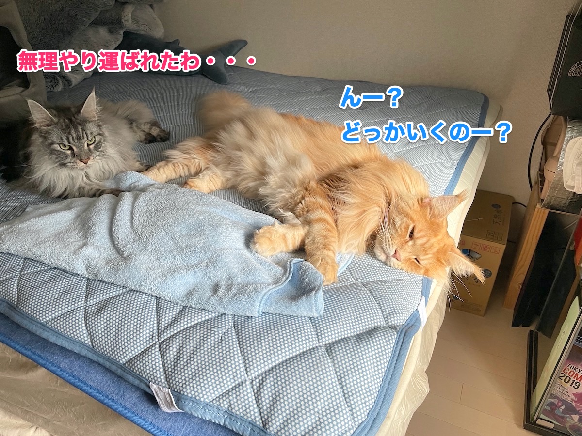 f:id:chikojirou:20201109215659j:plain