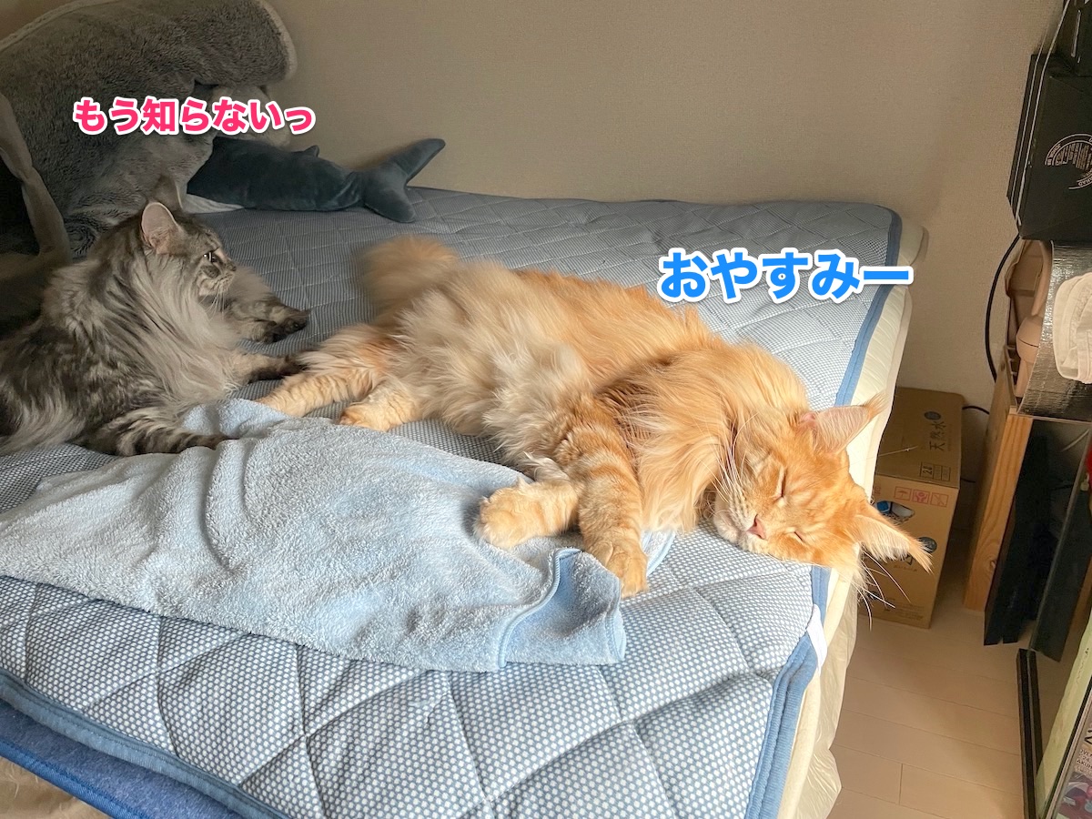 f:id:chikojirou:20201109215703j:plain