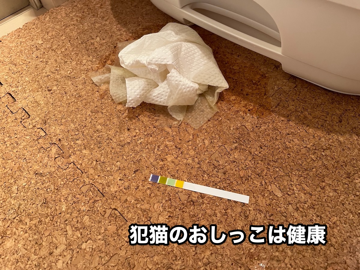 f:id:chikojirou:20201110214832j:plain