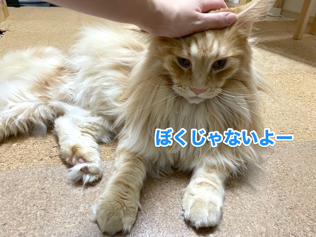 f:id:chikojirou:20201110214836j:plain