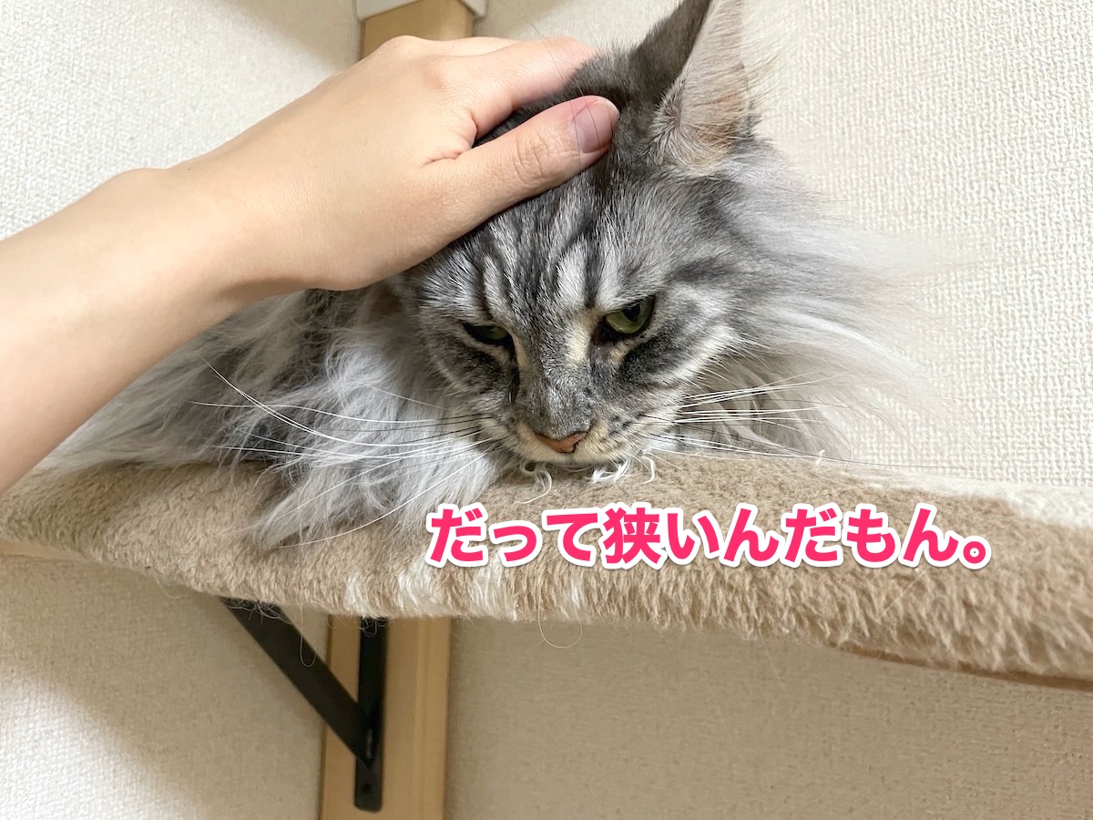 f:id:chikojirou:20201110214840j:plain