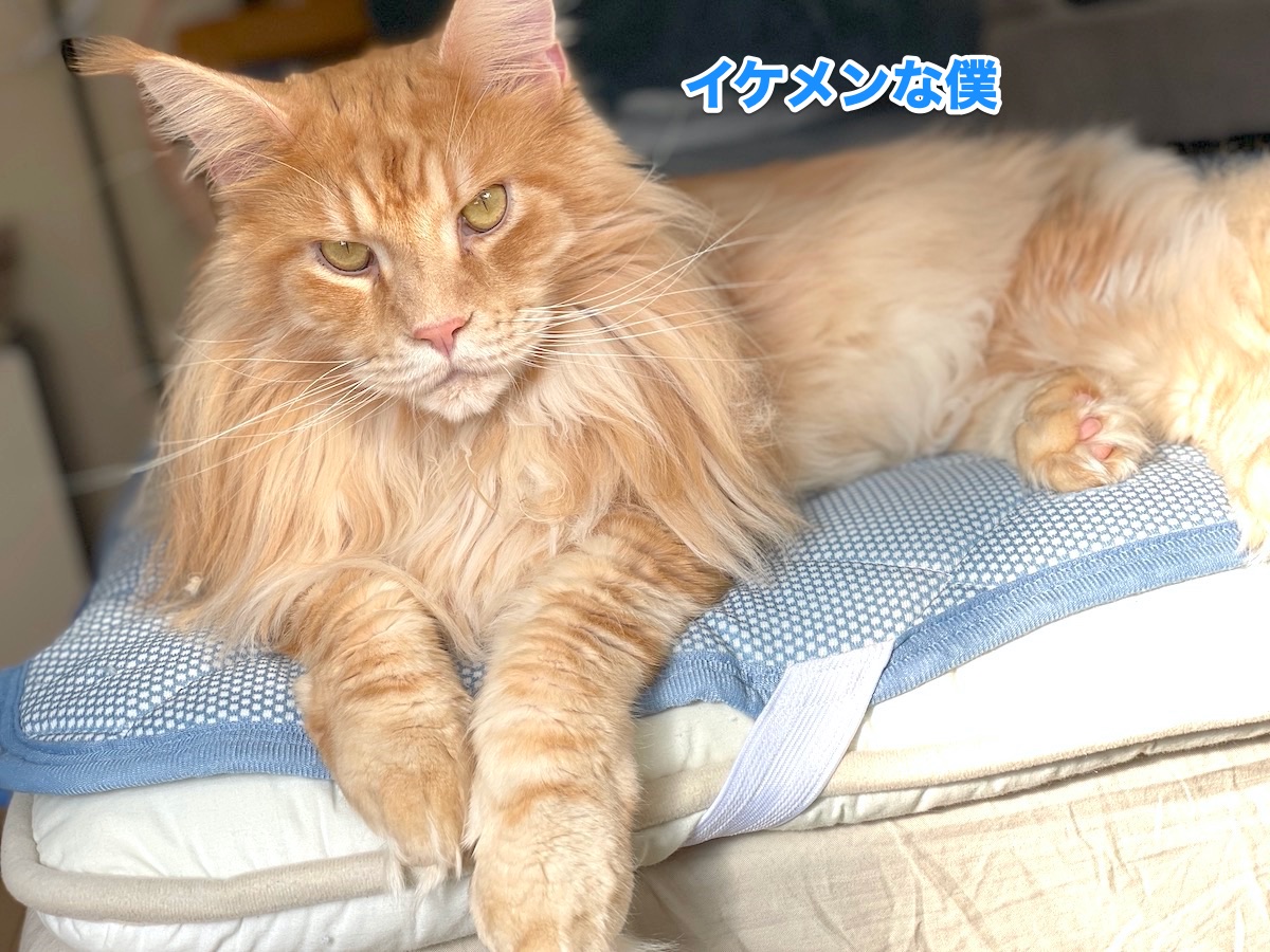 f:id:chikojirou:20201111213200j:plain