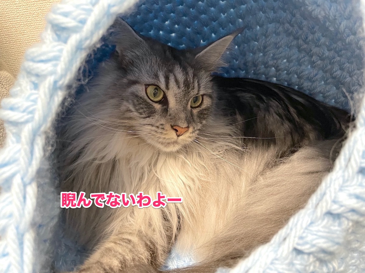 f:id:chikojirou:20201111213213j:plain