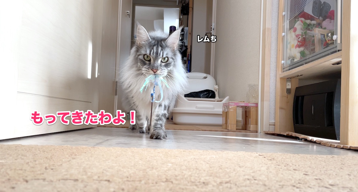f:id:chikojirou:20201113223025j:plain