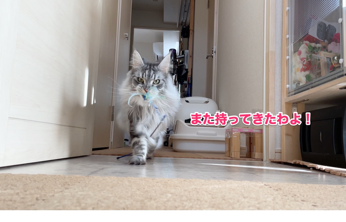 f:id:chikojirou:20201113223036j:plain