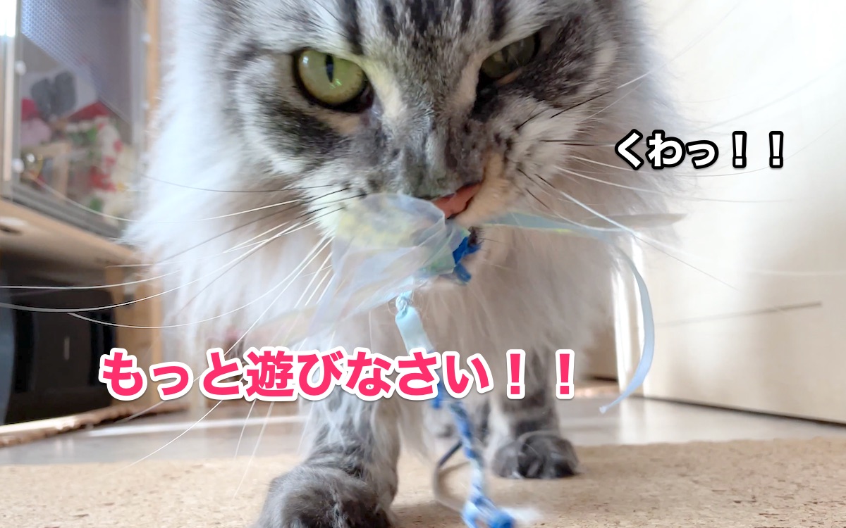 f:id:chikojirou:20201113223042j:plain