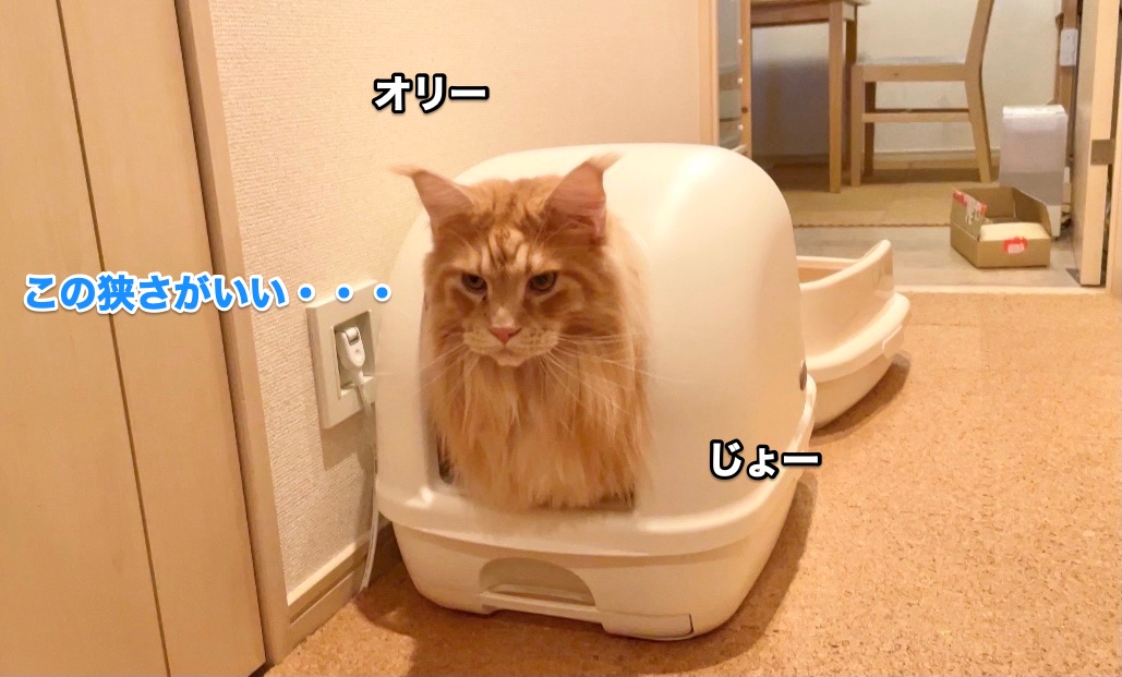 f:id:chikojirou:20201113223045j:plain