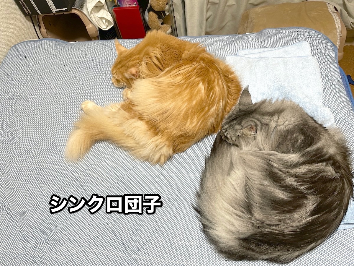 f:id:chikojirou:20201113223052j:plain