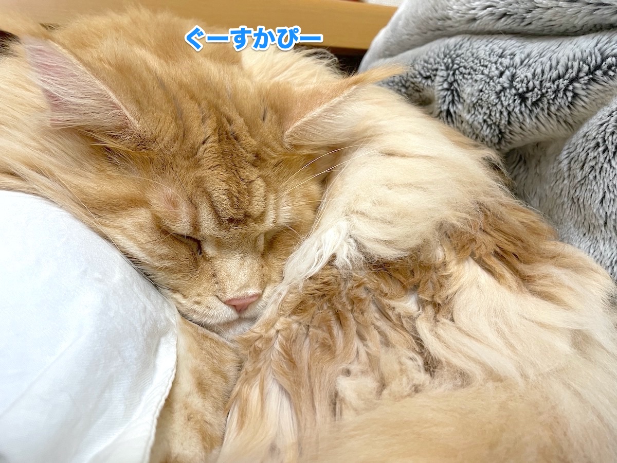 f:id:chikojirou:20201114215029j:plain