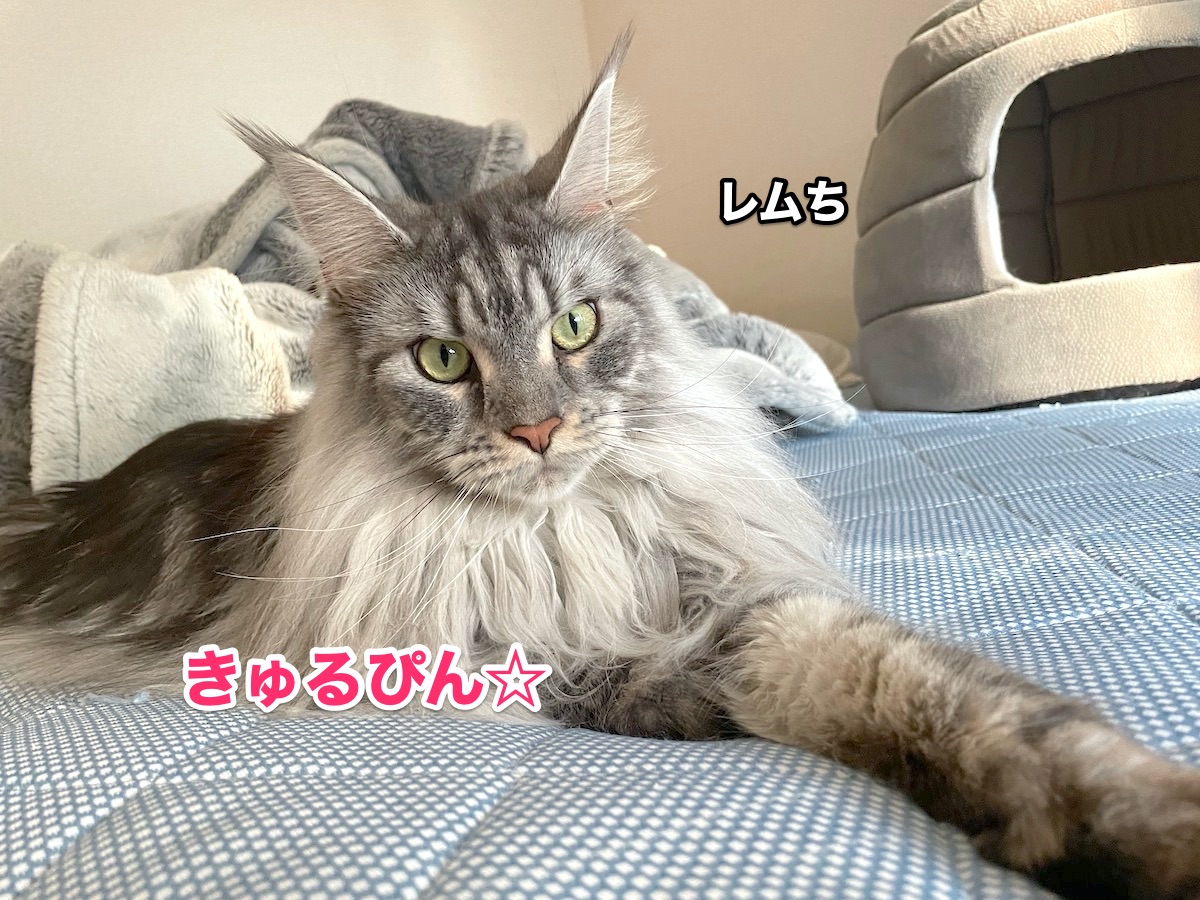 f:id:chikojirou:20201114215037j:plain