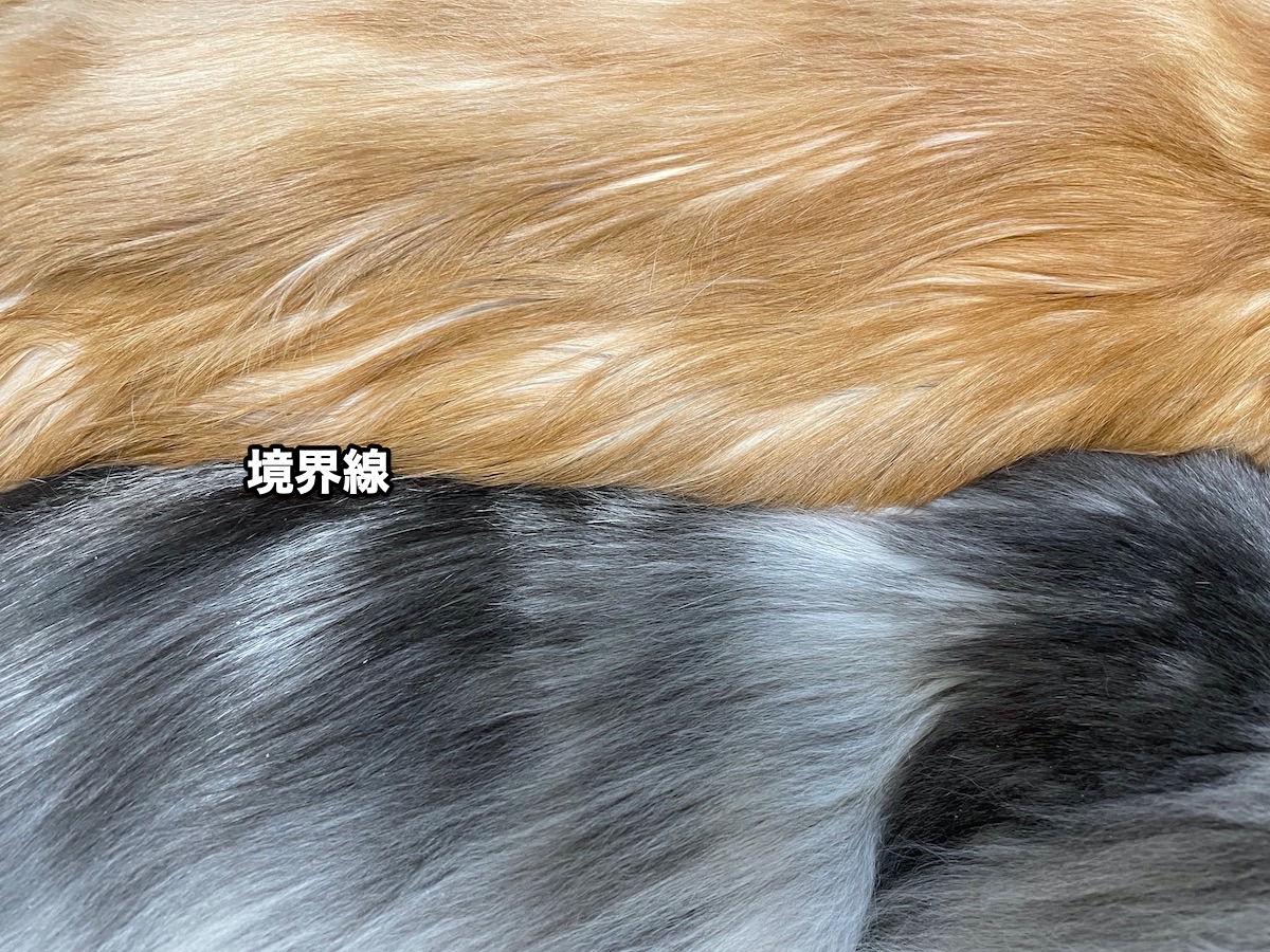 f:id:chikojirou:20201114215100j:plain