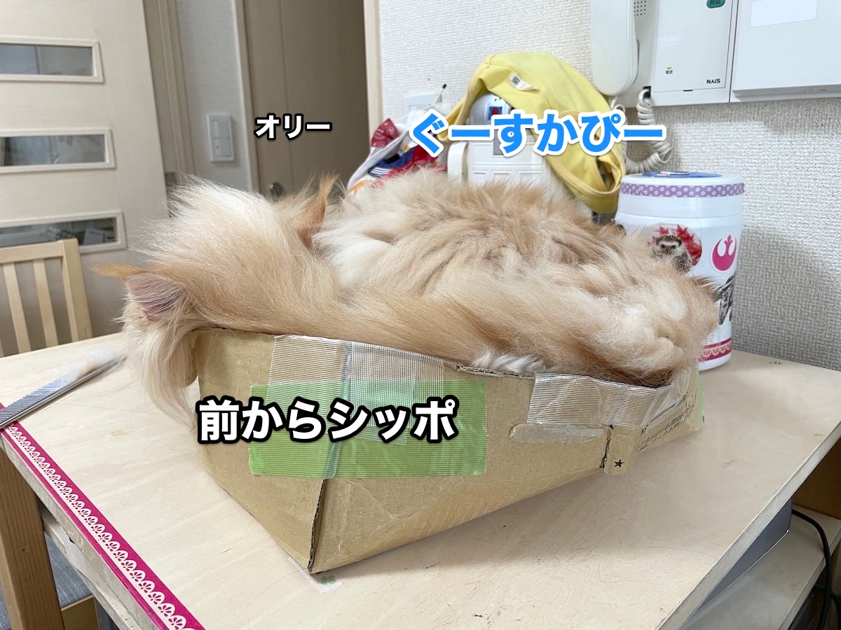 f:id:chikojirou:20201118212835j:plain